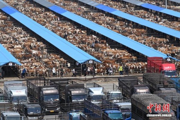 长宏网配资 “中国草原肉牛之都”：通辽牛肉的&#32;“舌尖风暴”&#32;与产业突围